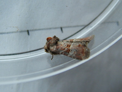 Rosy Minor